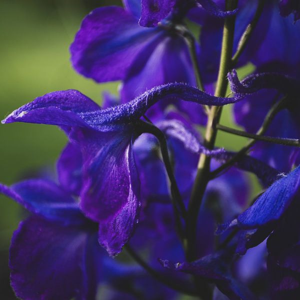 Deep Purple Delphinium Close Up by Imladris Images