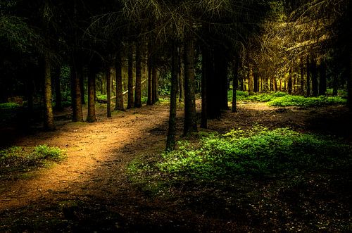 a forest