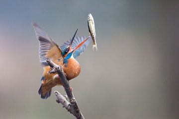 Kingfisher trowing a fish by Judith Borremans