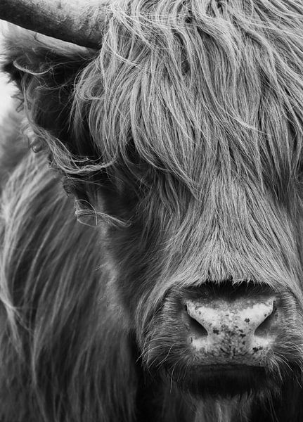 Schotse Hooglander portret zwart-wit van Marjolein van Middelkoop