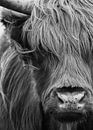 Schotse Hooglander portret zwart-wit van Marjolein van Middelkoop thumbnail