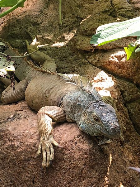 Iguana by Justin Reddering