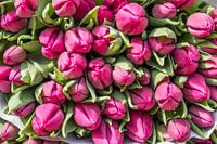 Bosje tulpen