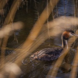 Grebe in the reeds von peterheinspictures