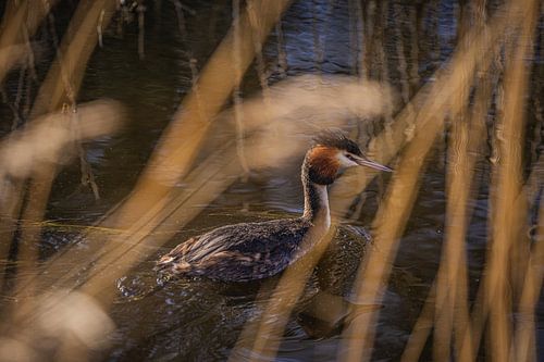 Fuut tussen het riet van peterheinspictures