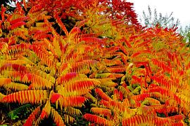 Langs de berm. von Lex Boon