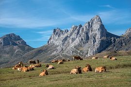 Retiring cows in the northern Spanish mountains by Harrie Muis