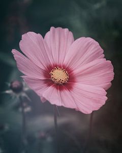 Moody Cosmea sur Saskia Schotanus