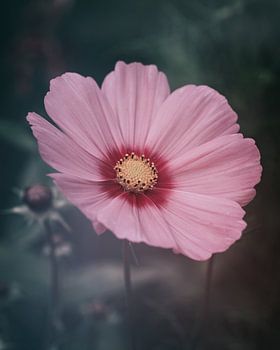 Moody Cosmea