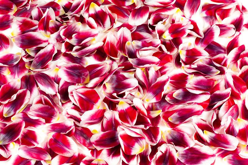 Tulip Petals Background by Nancy Pauwels Photo
