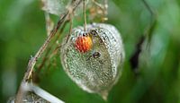 Physalis im Herbst