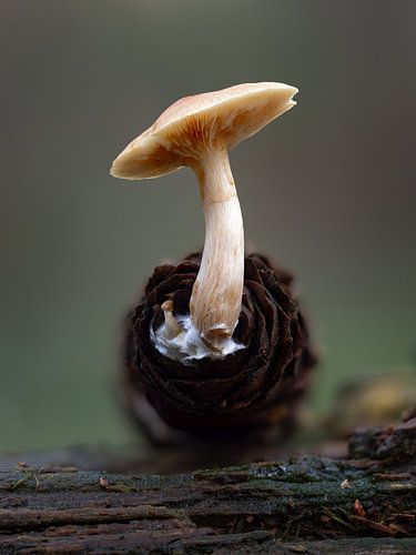 Een sporadisch sculptuur