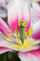 tulp
