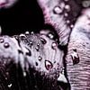 Regendruppels op een zwarte tulp van MirjamCornelissen - Fotografie