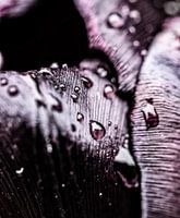 Raindrops on a black tulip