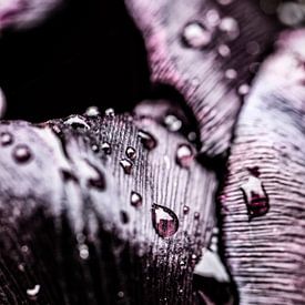 Regendruppels op een zwarte tulp van MirjamCornelissen - Fotografie