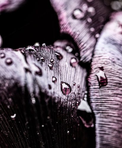 Regendruppels op een zwarte tulp van MirjamCornelissen - Fotografie