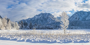 Schwansee im Winter