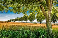 Rangée d'arbres par Harrie Muis Aperçu