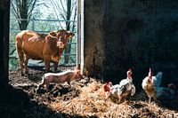 Idyllisch boerderij beeld met koe, varken en kippen