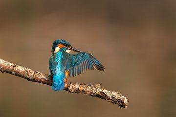 Kingfisher on a branch stretches the bird out by KB Design & Photography (Karen Brouwer)