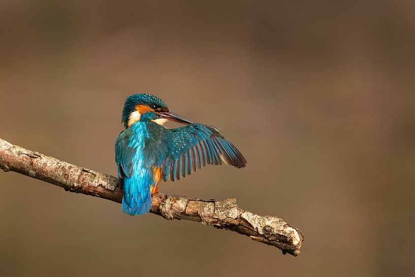 Martin-pêcheur sur une branche étire l'oiseau par KB Design & Photography (Karen Brouwer)