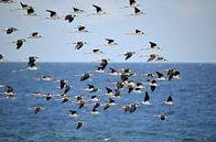 Frigate birds in Curaçao by Karel Frielink thumbnail