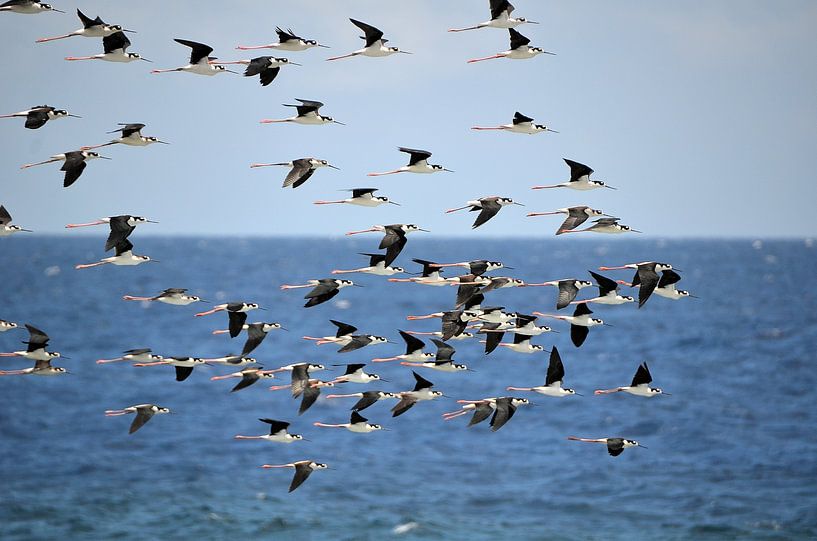 Frigate birds in Curaçao by Karel Frielink