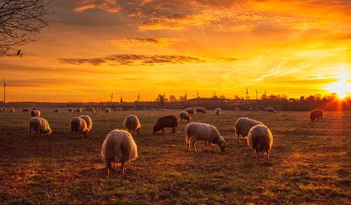 Zonsopkomst in Bocholtz
