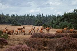 Deer oestrus on the park the Hoge Veluwe by Eric Wander