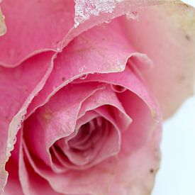 Rosa Rose im Schnee von Anne Ponsen