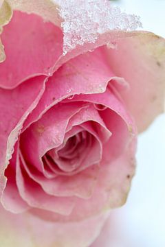 Roze roos in de sneeuw