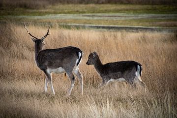 Young deer by Angela Saman