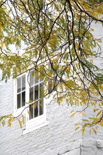 Oude vensters omlijst met herfsttakken (2)