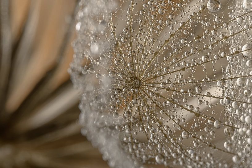 Water droplets on the morning star (Tragopogon) by Marjolijn van den Berg