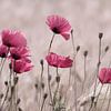 Pink Poppy Pastel by Tanja Riedel