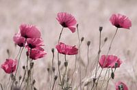 Pink Poppy zomerfoto