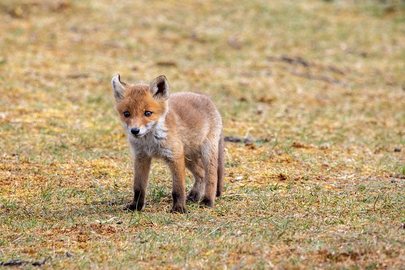 vossenwelpje in de duinen van Ed Klungers