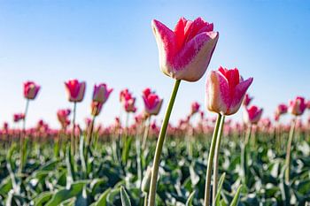 bunte Tulpen im Polder
