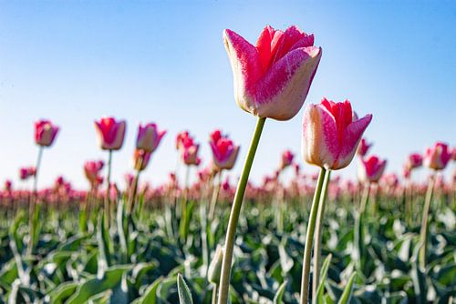 kleurrijke tulpen in de polder