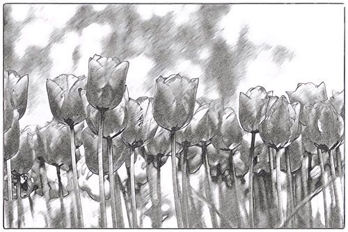 Art tulpen zwart wit gestileerd - grafisch