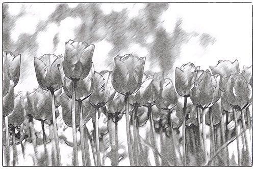 Art tulpen zwart wit gestileerd