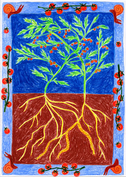 Onze tomatenplanten