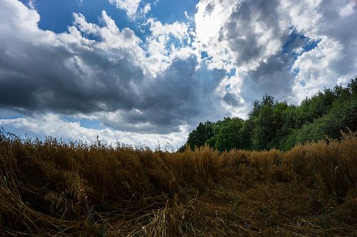 A l'intérieur d'un champ d'avoine endommagé par la pluie entouré d'arbres verts