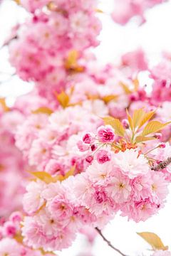 Blütenkirsche Kirschblüte von Leo Schindzielorz