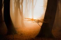 Sonne, Nebel und ein schöner Wald mit warmem Morgenlicht von Erwin Stevens Miniaturansicht