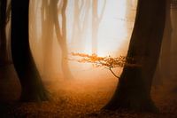 Zon, mist en een mooi bos met warm ochtenlicht