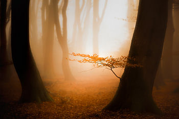 Sonne, Nebel und ein schöner Wald mit warmem Morgenlicht