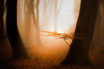 Sun, fog and a beautiful forest with warm morning light