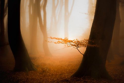 Zon, mist en een mooi bos met warm ochtenlicht